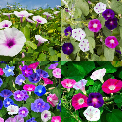ibains Rare morning glory seeds 11 Seed(11 per packet)