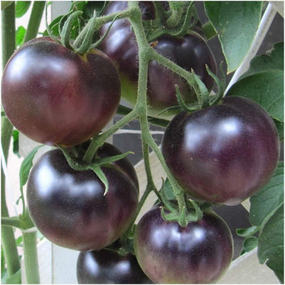 ActrovaX Tomato - Black Cherry [2000 Seeds] Seed(2000 per packet)