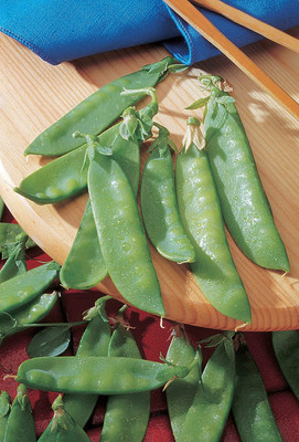 CYBEXIS PAU-28 - Mammoth Melting Sugar Pea - (300 Seeds) Seed(300 per packet)