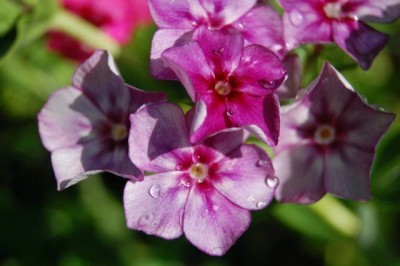 XOLDA Exotic phlox Seed(27 per packet)