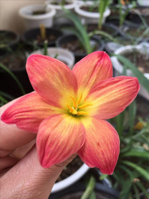 Cloud Farm Lily Plant Seed(2 per packet)