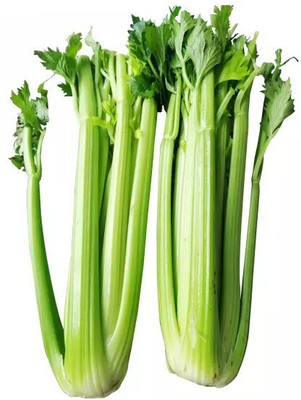Quentova Organic Celery Vegetable-8C-KGF Seed(100 per packet)