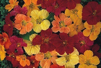 CYBEXIS Nasturtium Gleam Mix - Tropaeolum majus Seed(50 per packet)