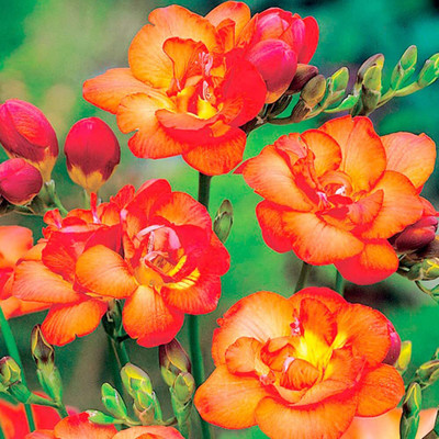 zabbus Freesia Flower Bulbs for Summer Season Orange Seed(10 per packet)