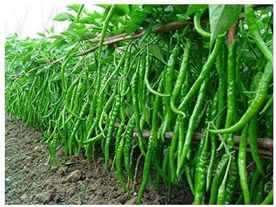 VNR GREEN CHILLI Seed(10 per packet)