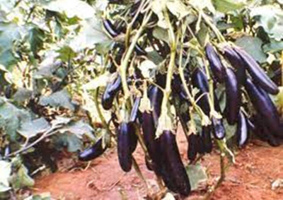 SM Exports Brinjal - Arka Neelkanth brinjal vegetable seeds, pack of 2000 seeds. Seed(2000 per packet)