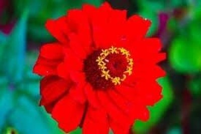 Jessica Zinia red seeds (OP)- Pack of 30 Seeds Flower Seed(30 g)