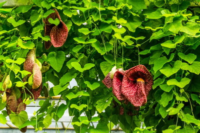 NooElec Seeds India All Seasons Climbing Dutchman’s Pipe Flower Seed(35 per packet)