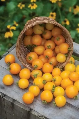 Aro Yellow Cherry Tomato, Tamatar Seed(46 per packet)