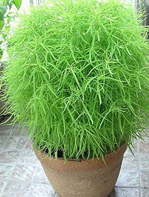 Lorvox Kochia Seed(35 per packet)