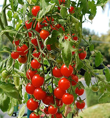 ibains Tomato seeds Seed(320 per packet)