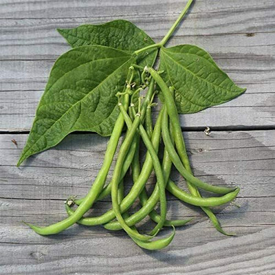 CYBEXIS Kidney Bean Seeds - Pongo Filet Variety200 Seeds Seed(200 per packet)