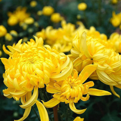 Qualtivate LX-170 Non GMO Attractive Natural Yellow Chrysanthemum Seeds Seed(25 per packet)