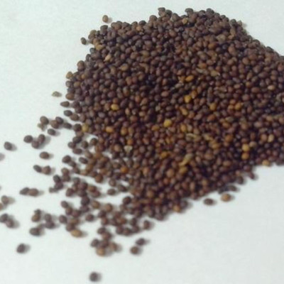 TRADINGSPHERE Beej Tulsi - Tulsi Manjari - Tulsi Seed - Shyama Tulsi Seeds (Edible) Seed(50 g)
