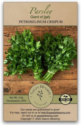 Qualtivate LXI-177 Parsley Seeds - Italian Giant Seed(500 per packet)