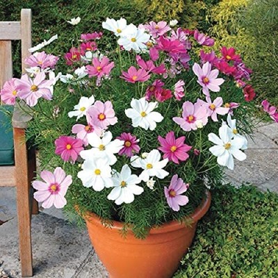 Qualtivate GBPUT-21 Cosmos Hybrid flower Seeds Seed(25 per packet)