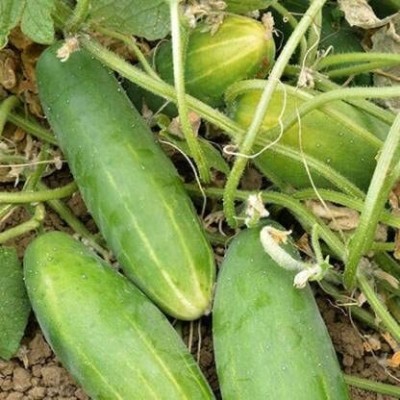 TRICONE Cucumber Seeds for Home Terrace Gardening Outdoor Vegetable 50 Seeds FG63 Seed(50 per packet)