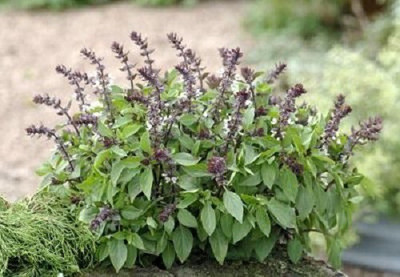 VibeX ® XXL-6 HERB BASIL QUEEN OF SHEBA Seed(1000 per packet)