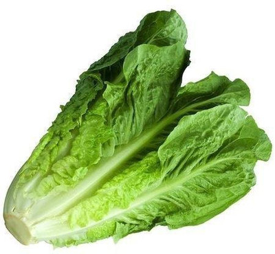 CYBEXIS Lettuce Seed(1000 per packet)