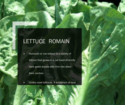 CYBEXIS LETTUCE ROMAIN SEEDS(1000 Seeds) Seed(1000 per packet)