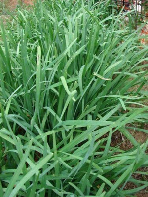 CYBEXIS VXI-87 - Garlic Chives Allium tuberosum - (750 Seeds) Seed(750 per packet)