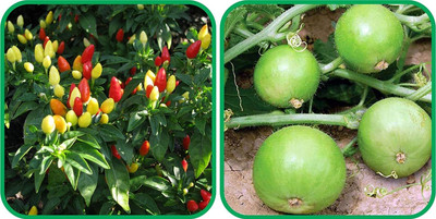WILLVINE VNR -VII Tinda And Ornamental Chilli[10gm, 2000 Seeds] Seed(2000 per packet)