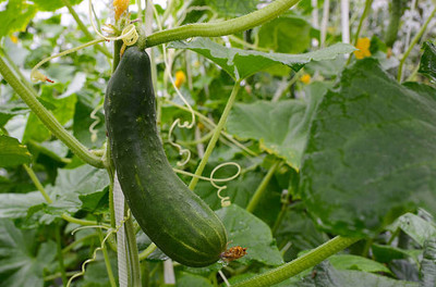 AFARTIOBINA 45 PCS CUCUMBER SEEDS Seed(45 per packet)
