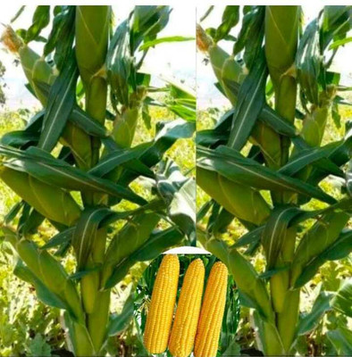 Vermag corn, maki, popcorn Seed(100 g)
