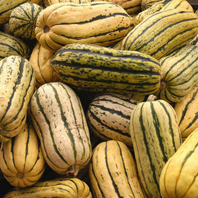 CYBEXIS Sweet Dumpling Squash Delicata Seeds for Yard100 Seeds Seed(100 per packet)