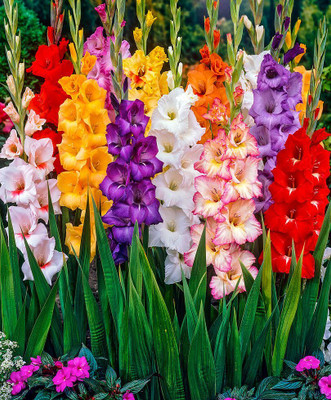 Audbhidhi Gladiolus Flower Bulbs Mix Seed(10 per packet)