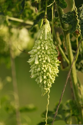 ASPEN Small Bitter Gourd | Mithi Pavakai | Chinna Pavakai Seed(20 per packet)