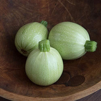 Qualtivate HYB-2A Zucchini Round Cue Ball Seed(30 per packet)