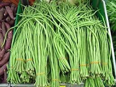 DIVINE BEANS Seed(100 per packet)