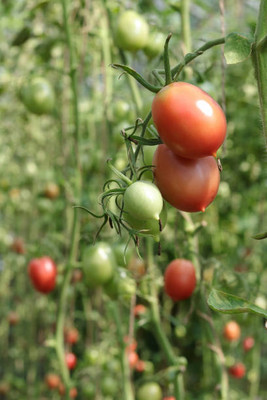 Hybrid corn tomato Seed(105 per packet)