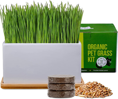 CYBEXIS GBPUT-95 - Cat Grass Hard Red Winter Wheat - (2500 Seeds) Seed(2500 per packet)