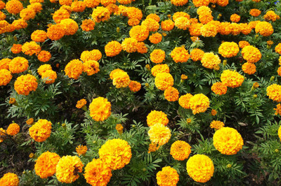 Radha Krishna Agriculture marigold/gende ka phool flower seeds Seed(75 per packet)