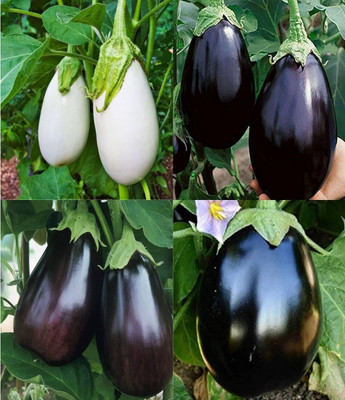 ibains Hybrid brinjal long seed beez 39 Seed(69 per packet)