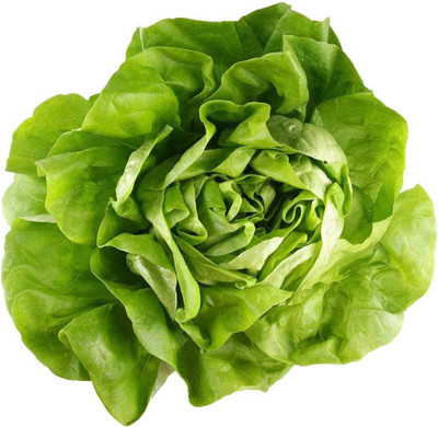 CYBEXIS Green Buttercrunch Lettuce Seeds 4000 Seeds Seed(4000 per packet)
