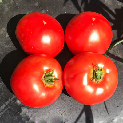 VRAKSHA Tomato Galahad Seed(500 per packet)