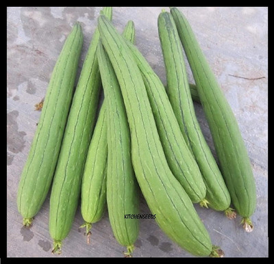 KNESSiN Long Smooth Sponge Gourd Vegetable Seeds for Home Gardening (500 Seeds) Seed(500 per packet)