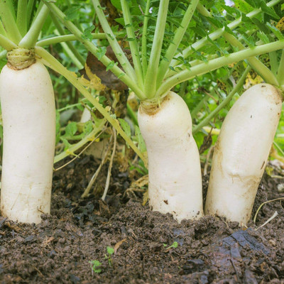 CYBEXIS White Raddish Vegetable Seeds2400 Seeds Seed(2400 per packet)