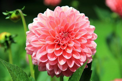 Alishaa MIXED DAHILA FLOWER SEEDS Seed(10 per packet)