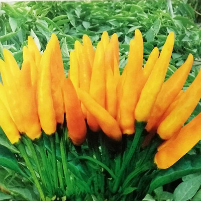 KNESSiN Yellow Chilli Seed(200 per packet)
