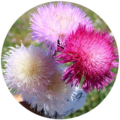 EVEMP Garden flower mix color Sweet Sultan Seed(80 per packet)