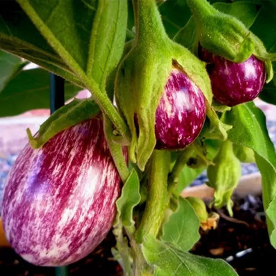 Aro Brinjal CVK, Brinjal Purple round, Eggplant Seed(210 per packet)