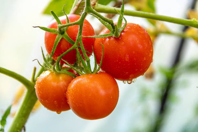 Hanu tomato Seed(135 per packet)