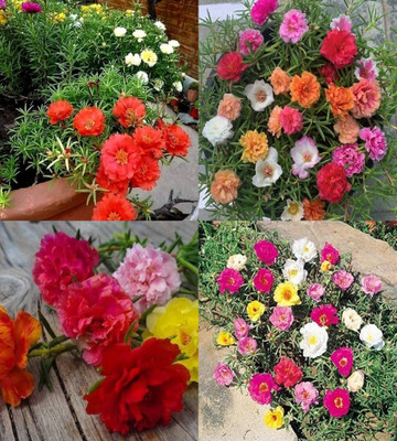 ibains portulaca mix flower seeds garden pack bij 67 Seed(67 per packet)