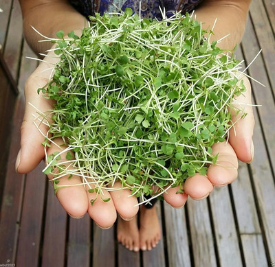 Qualtivate FXL-5AT Mustard Microgreen Wasabi (Brassica Juncea) Seed(300 per packet)