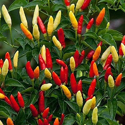 WILLVINE HUA -IX Chilli Suryamukhi Seeds Vegetable[10gm, 2000 Seeds] Seed(10 g)