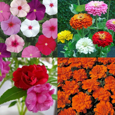 SimXotic Combo of Marigold Dwarf, Vinca Flowers, Zinnia Mixed & Balsam (GMO-FREE) Seed(4 per packet)